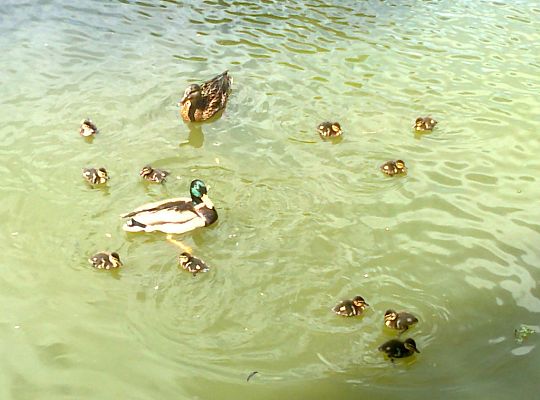 Wyniki konkursu fotograficznego „WODA, ŚRODOWISKO, ŻYCIE”