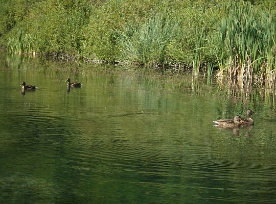 Wyniki konkursu fotograficznego „WODA, ŚRODOWISKO, ŻYCIE”