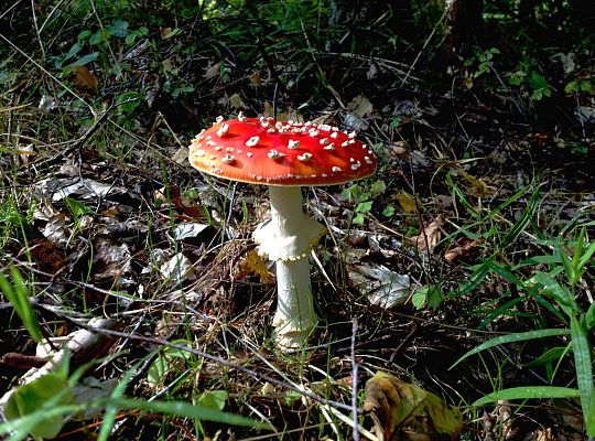 Wyniki konkursu fotograficznego „WODA, ŚRODOWISKO, ŻYCIE”