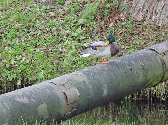 Wyniki konkursu fotograficznego „WODA, ŚRODOWISKO, ŻYCIE”
