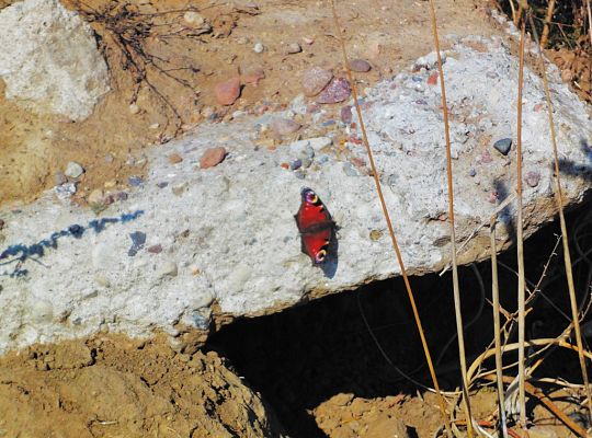 Wyniki konkursu fotograficznego „WODA, ŚRODOWISKO, ŻYCIE”