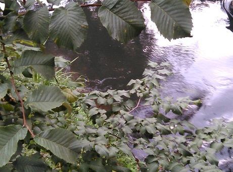 Wyniki konkursu fotograficznego „WODA, ŚRODOWISKO, ŻYCIE”